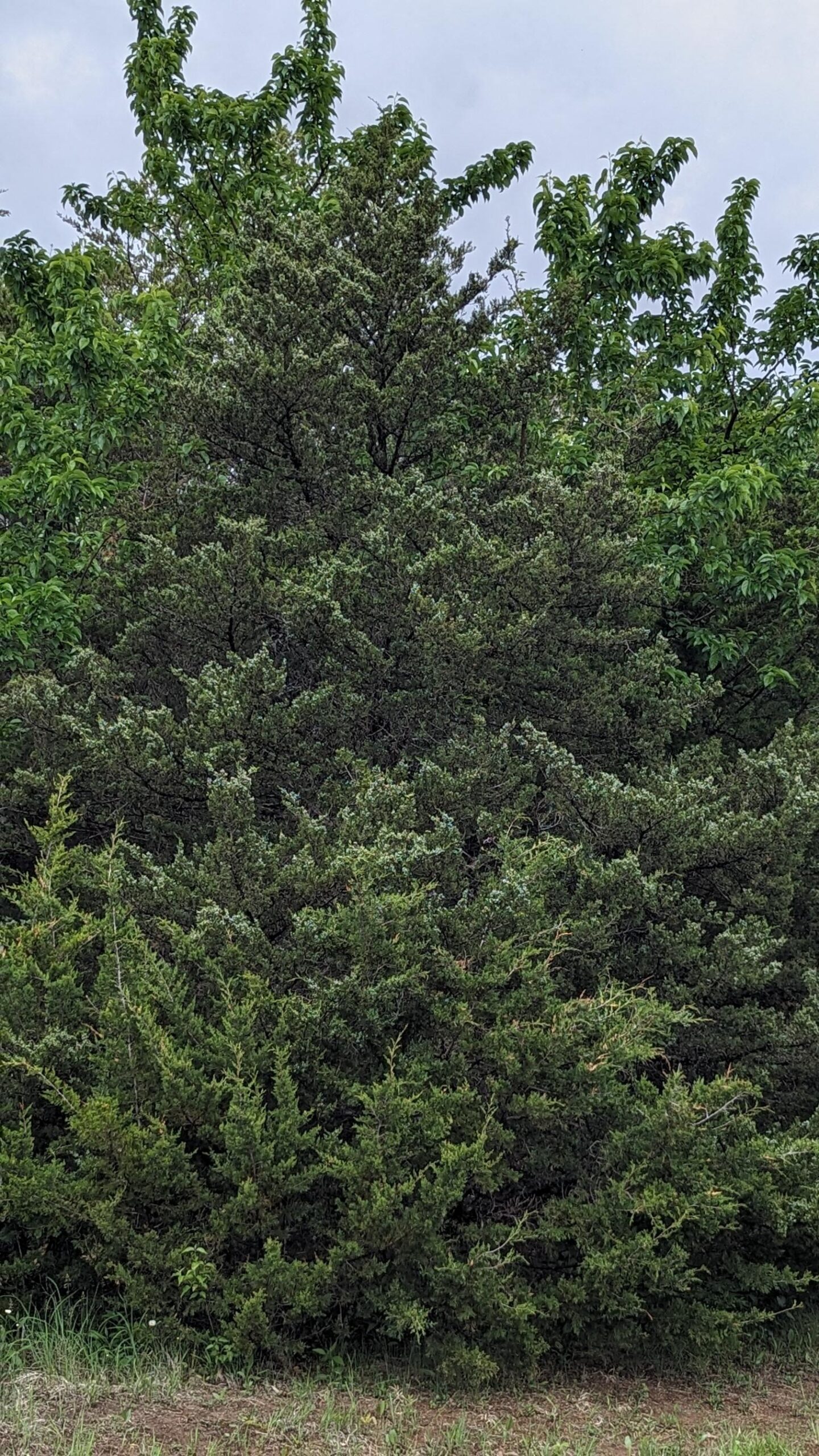 Eastern red cedar