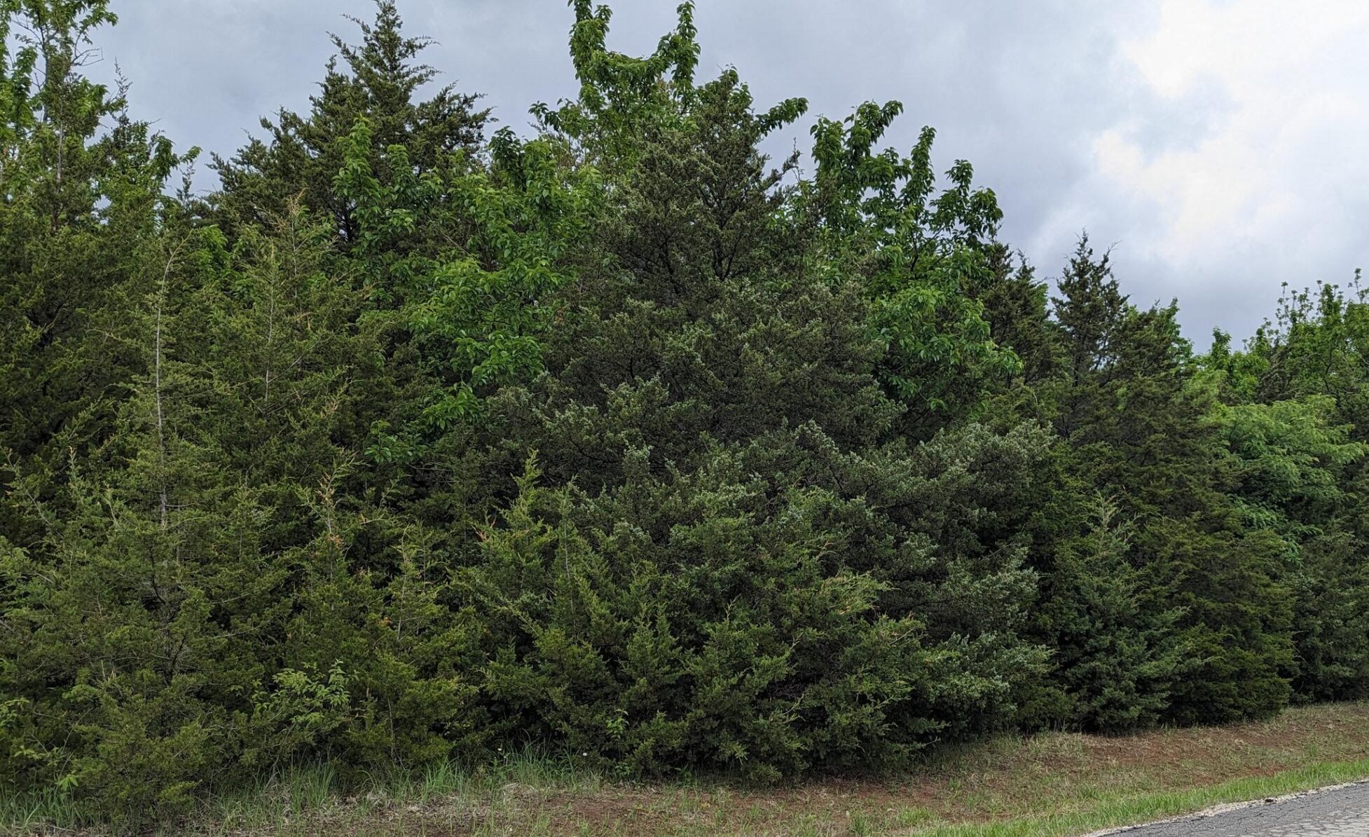 Row of eastern red cedars