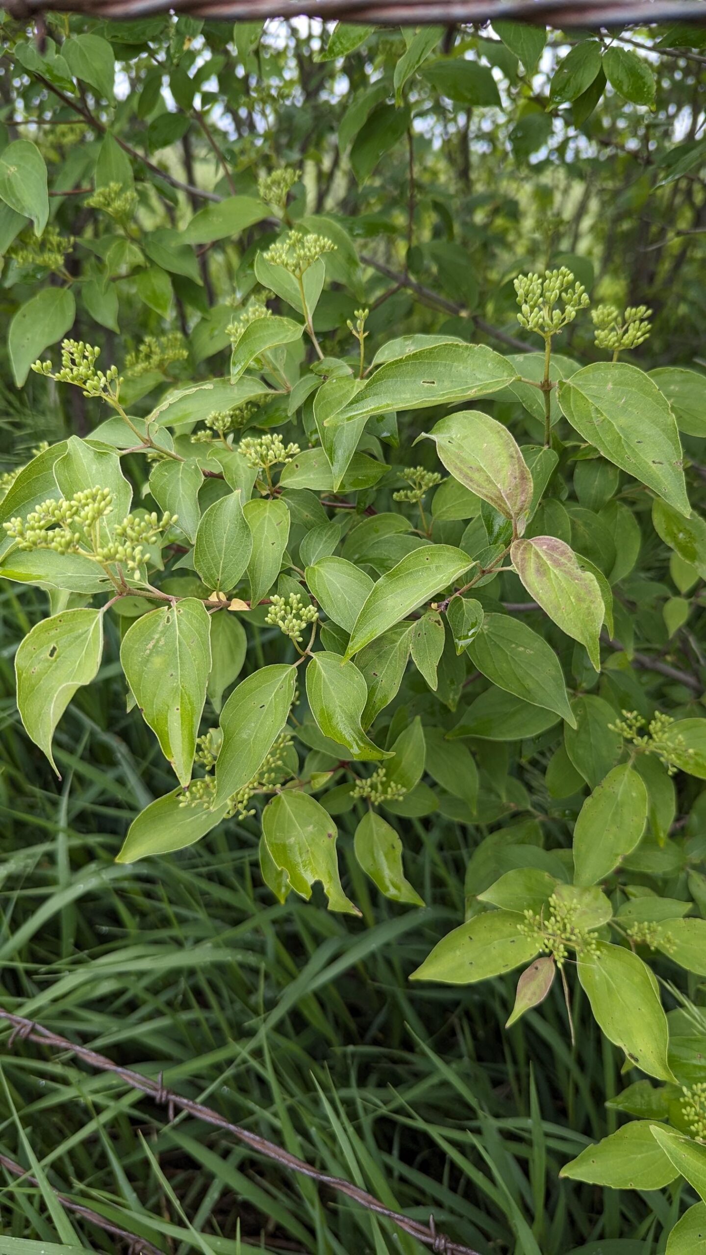 Rough-leaved dogwood leaves in spring