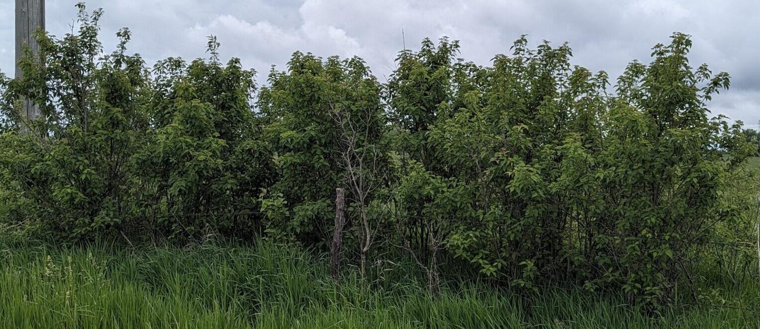 Row of rough-leaved dogwood