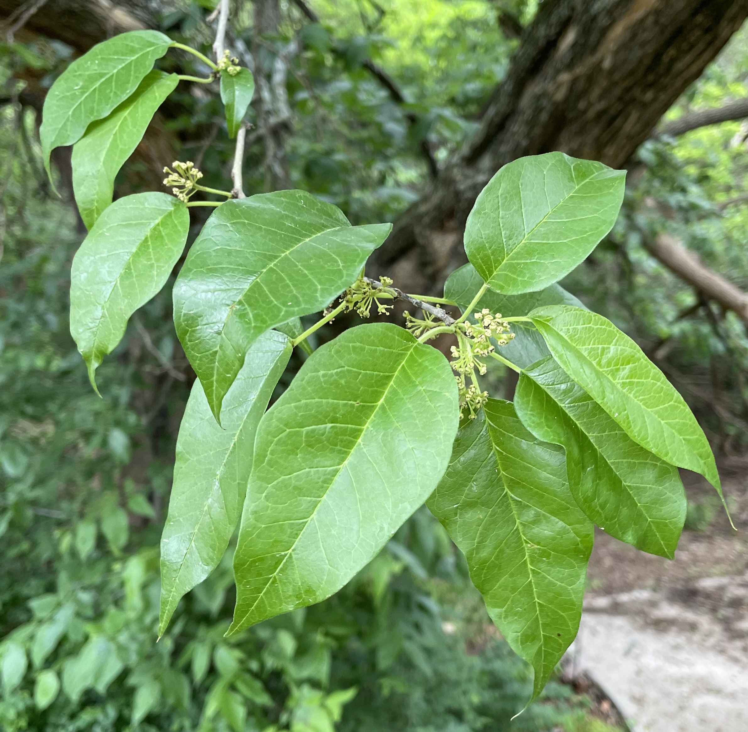 Osage orange in spring