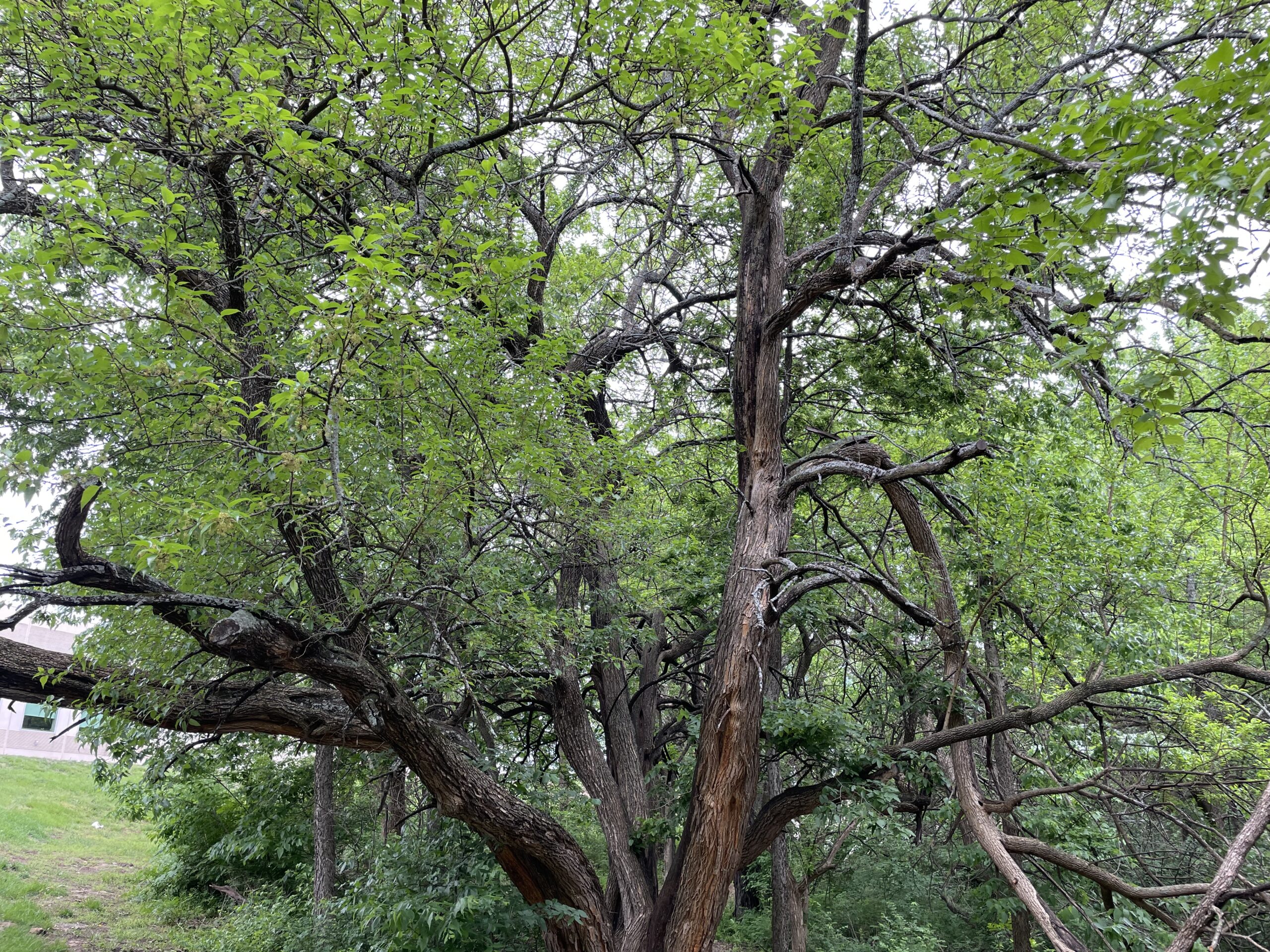 Osage orange in woodlands