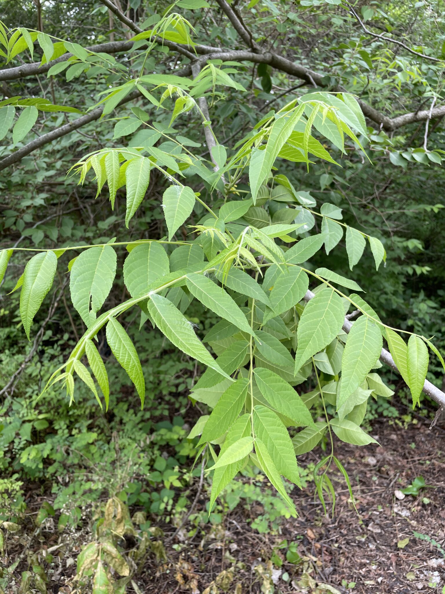 Juglans nigra – K-State Johnson County Extension Master Naturalist ...