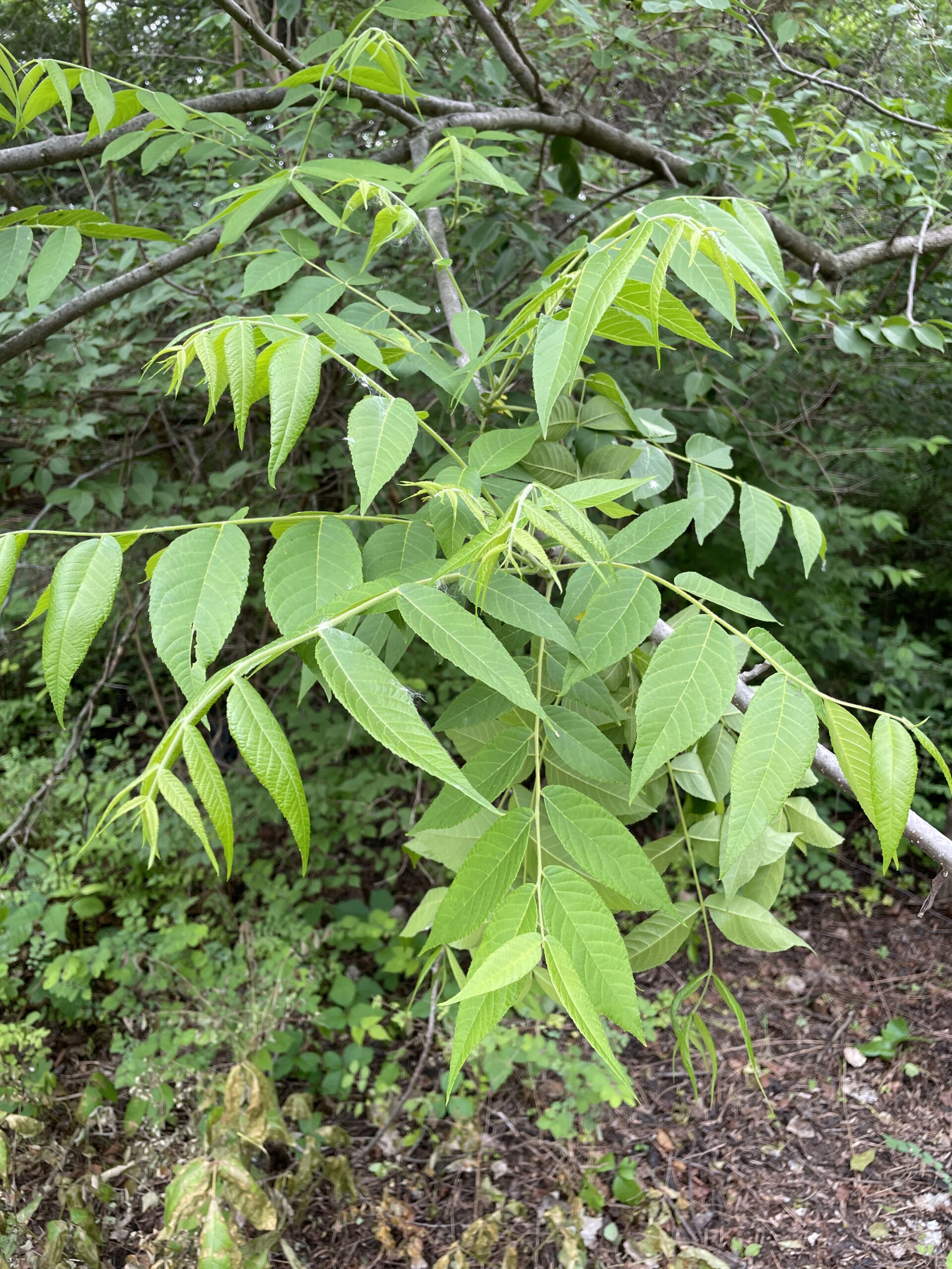 Black walnut leaves