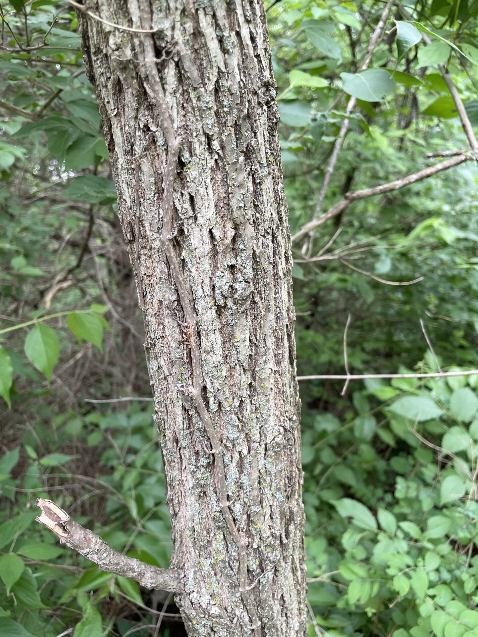 Black walnut bark