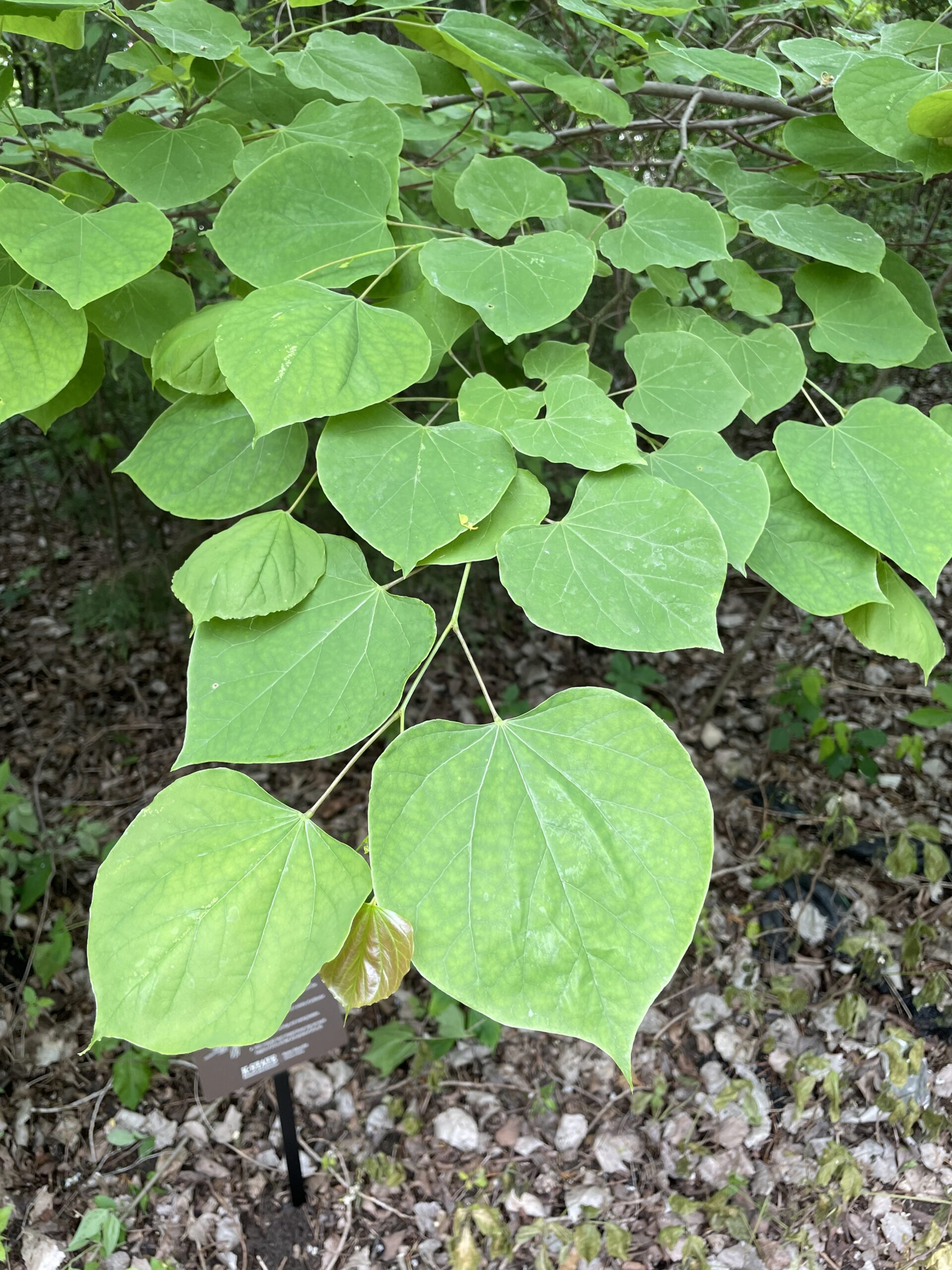 Redbud leaves