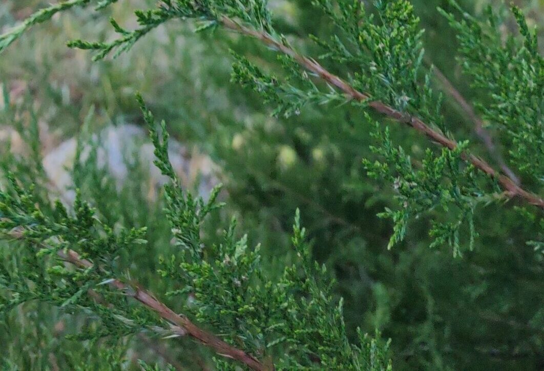 Eastern red cedar foliage
